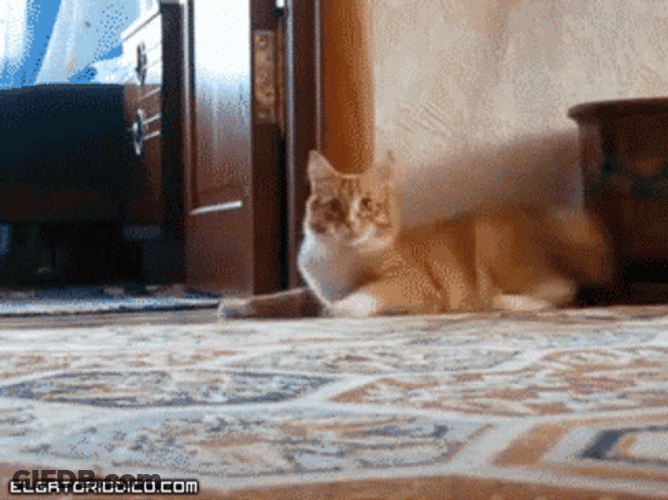 Cat Running GIF