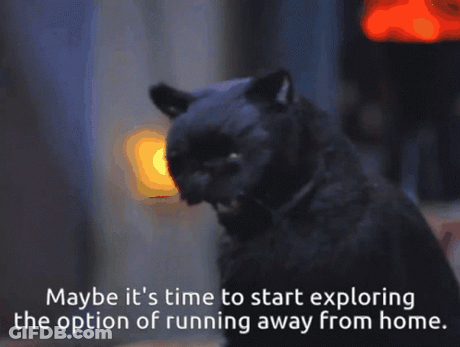 Cat Running Away From Home GIF
