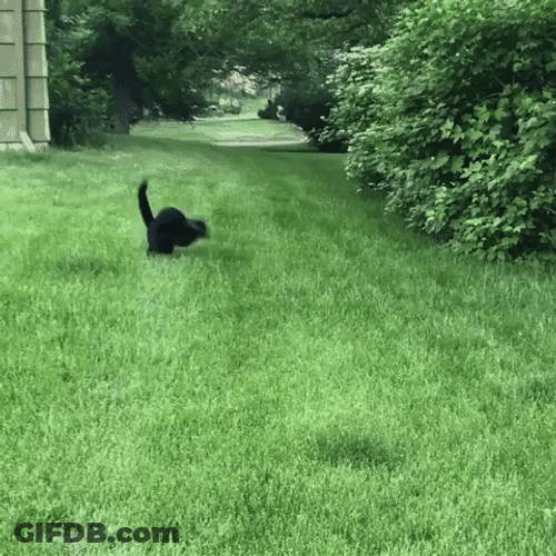 Cat Running Fail GIF