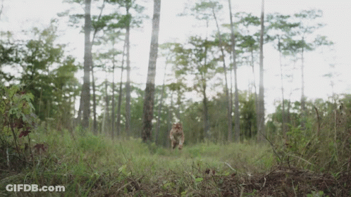 Cat Running In Grassy Forest Field GIF