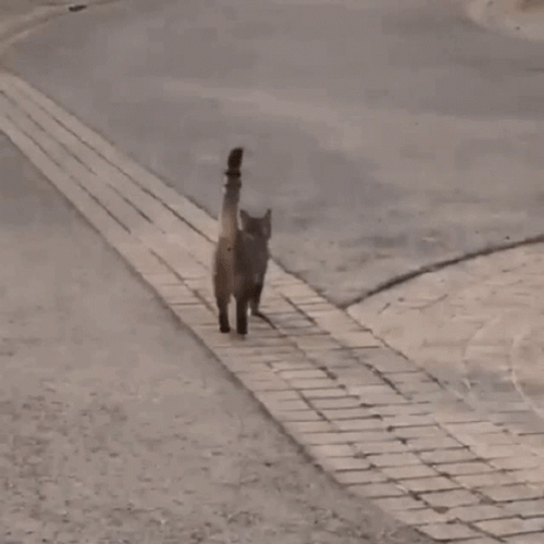 Cat Running In The Street GIF