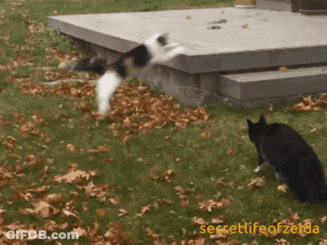 Cat Running GIF