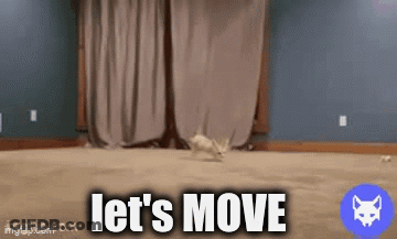 Cat Running On Rug Saying Let's Move GIF