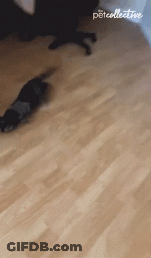 Cat Running GIF