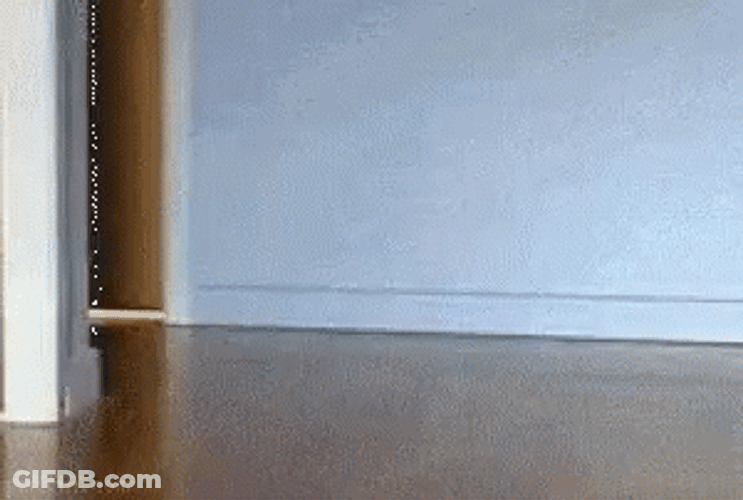 Cat Running GIF