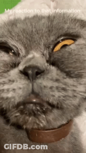 Cat's Face My Reaction To That Information GIF