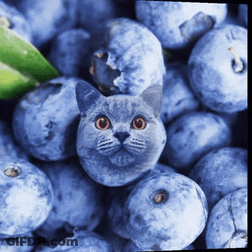 Cat's Face With Blueberries And Green Leaf GIF