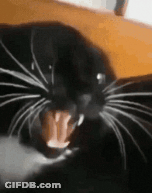 Cat's Gentle Bite GIF