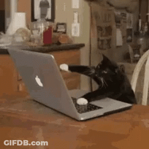 Cat's Last Day Off To Work GIF