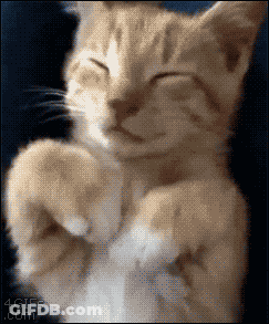 Cat's Paws Close Up 4Gifs.com GIF