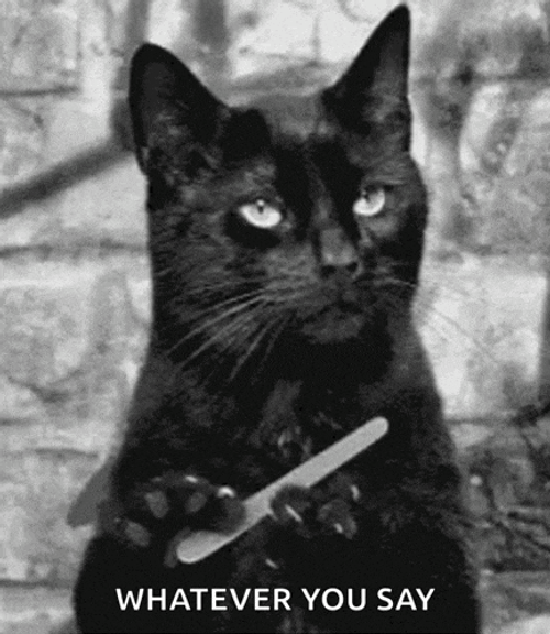 Cat Sassy GIF
