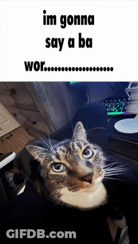 Cat Saying Ba Wor GIF