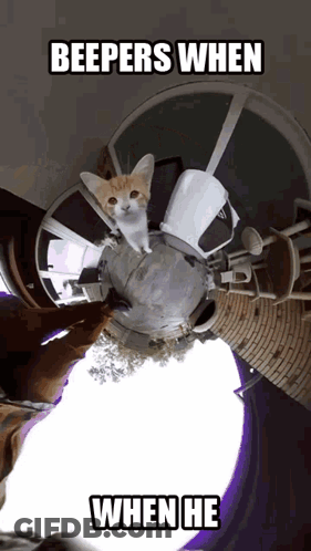 Cat Saying Beepers When When He GIF