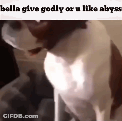 Cat Saying Bella Give Godly Or U Like Abyss GIF