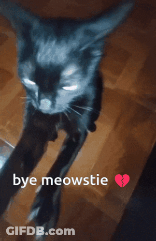 Cat Saying Bye Meowstie GIF