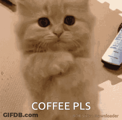 Cat Saying Coffee Pls GIF