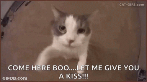 Cat Saying Come Here Boo... Let Me Give You A Kiss!! GIF