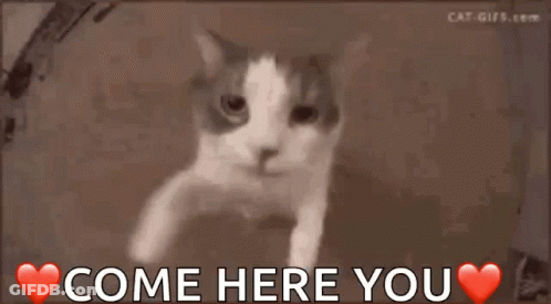 Cat Saying Come Here You GIF
