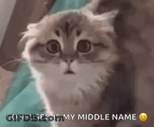 Cat Saying Confused Is My Middle Name GIF