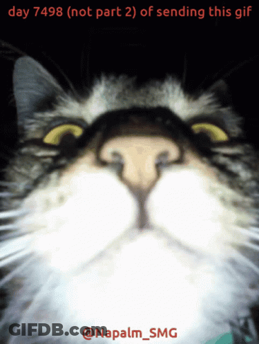 Cat Saying Day 7498 Not Part 2 Of Sending This GIF