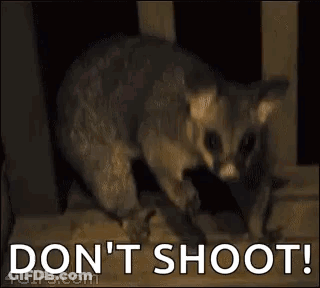 Cat Saying Don't Shoot GIF