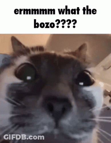 Cat Saying Ermmmm What The Bozo GIF