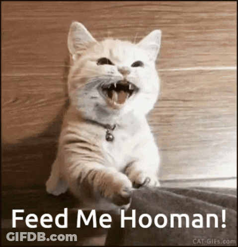 Cat Saying Feed Me Hooman GIF