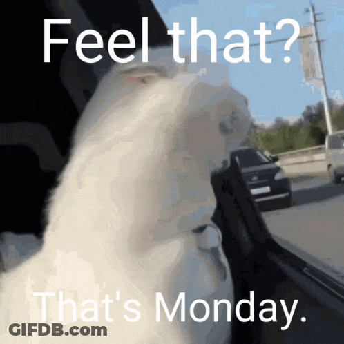 Cat Saying Feel That That's Monday GIF