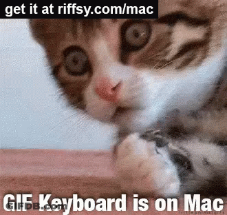 Cat Saying Gif Keyboard Is On Mac GIF