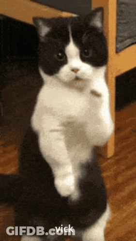 Cat Saying Give Me Attention GIF