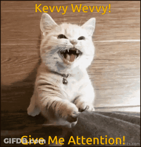 Cat Saying Give Me Attention GIF
