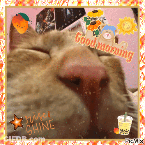 Cat Saying Good Morning GIF
