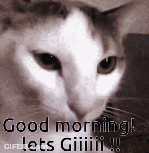Cat Saying Good Morning Let's Giiiii GIF