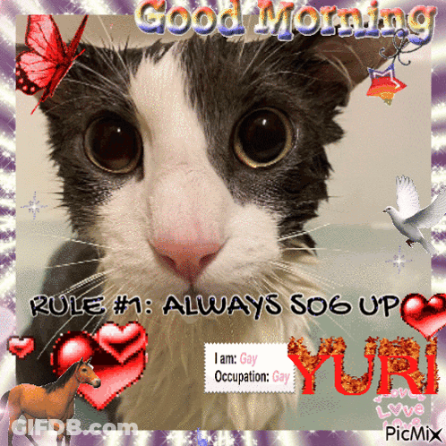 Cat Saying Good Morning Rule #1 Always So6 Up GIF