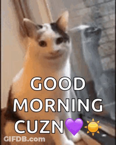 Cat Saying Good Morning GIF
