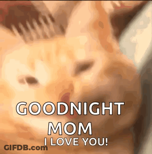 Cat Saying Goodnight Mom I Love You GIF