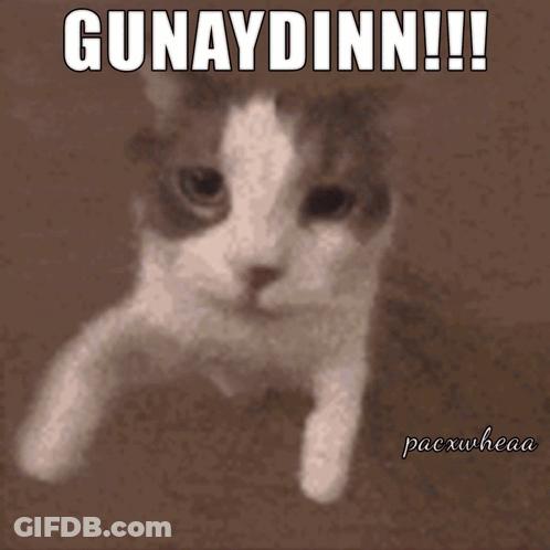 Cat Saying Gunaydinn GIF