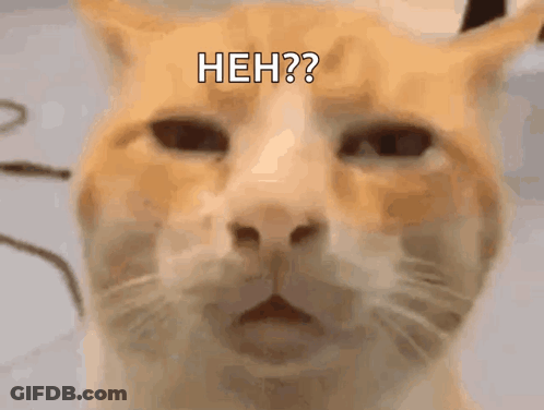 Cat Saying Heh GIF