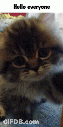 Cat Saying Hello Everyone GIF