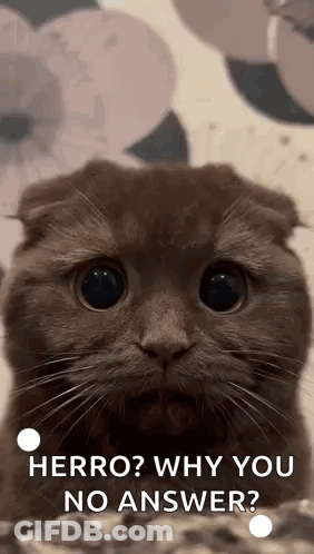Cat Saying Herro Why You No Answer GIF