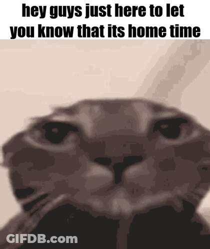 Cat Saying Hey Guys Its Home Time GIF