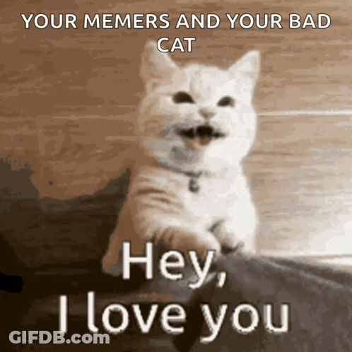 Cat Saying Hey I Love You GIF