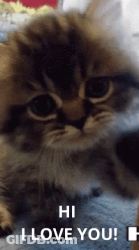 Cat Saying Hi I Love You GIF