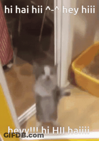 Cat Saying Hi In Front Of Mirror GIF