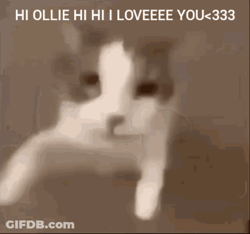 Cat Saying Hi Ollie Hi Hi I Loveeee You 333 GIF