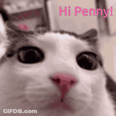 Cat Saying Hi Penny GIF