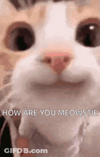 Cat Saying How Are You Meowstie GIF