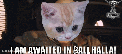 Cat Saying I Am Awaited In Ball Halla GIF