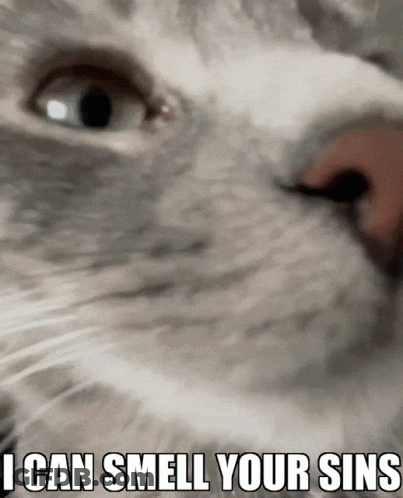 Cat Saying I Can Smell Your Sins GIF
