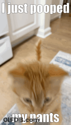 Cat Saying I Just Pooped My Pants GIF